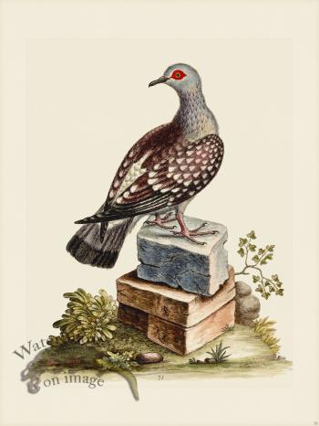 Edwards 075 Tri Spotted Pigeon